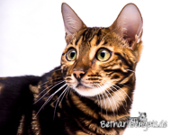 braun marmorierte Bengal